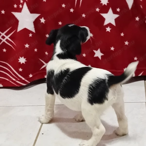 Foxi kiskutyák gazdisodnának - kép 3