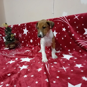 Foxi kiskutyák gazdisodnának - kép 5