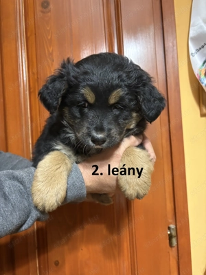 Bernipásztor jellegű kiskutya ingyen elvihető - kép 2