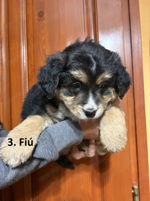 Bernipásztor jellegű kiskutya ingyen elvihető - kép 3
