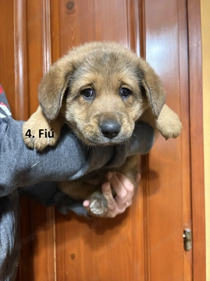 Bernipásztor jellegű kiskutya ingyen elvihető - kép 4