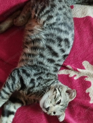 Skót lógófülű kiscica - kép 3