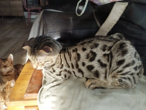 Skót lógófülű kiscica - kép 5