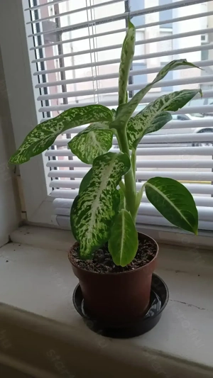 2.db.szobanövény eladó! - kép 2
