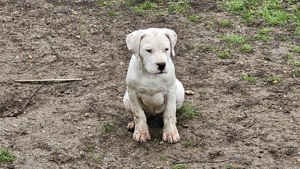 Törzskönyves argentin dog kölykök