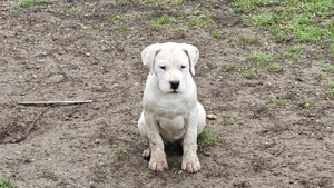 Törzskönyves argentin dog kölykök - kép 2