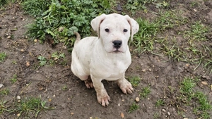 Törzskönyves argentin dog kölykök - kép 3