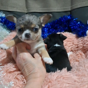 Meseszép csivava kiskutyusok