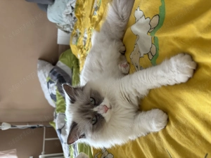 Ragdoll lány 