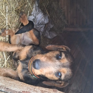 Drótszőrű tacskó kan kölyök  - kép 2