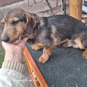 Drótszőrű tacskó kan kölyök  - kép 3