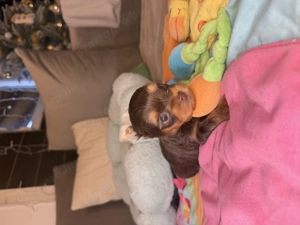 Csoki Tan színű yorki kisfiú