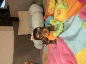 Csoki Tan színű yorki kisfiú - kép 3