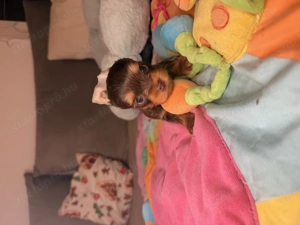 Csoki Tan színű yorki kisfiú - kép 2