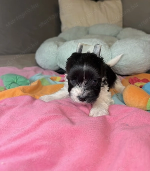 Fekete-Fehér színű Yorki kislány 