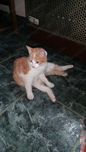 Fehér és Vörös színű kis bűbáj 4 hónapos kis cica  - kép 2