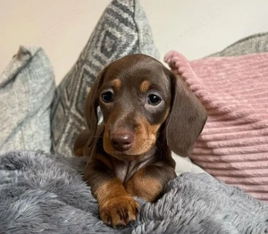 Fekete törpe tacskó  - kép 2