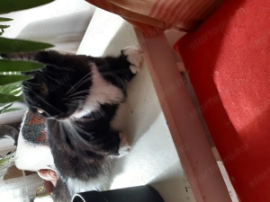 Maine coon cica gazdit keres!