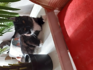 Maine coon cica gazdit keres! - kép 2