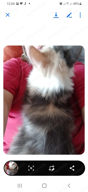 Eladó maine coon cica - kép 2