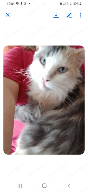 Eladó maine coon cica - kép 3