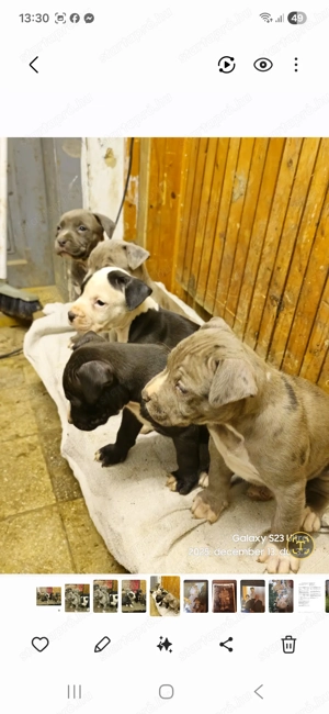 Kék Amstaff  kiskutya - kép 2