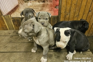 Kék Amstaff  kiskutya - kép 4