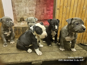 Kék Amstaff  kiskutya - kép 3