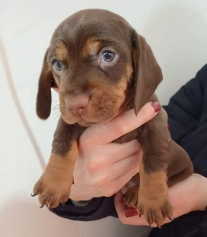 Tacskó kiskutyusok - kép 4