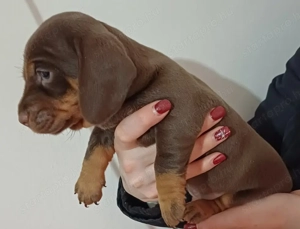 Tacskó kiskutyusok - kép 3