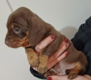 Tacskó kiskutyusok - kép 5