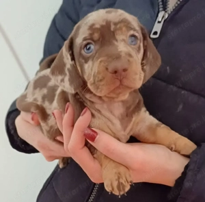 Tacskó kiskutyusok - kép 2