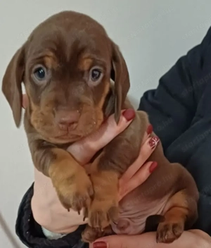 Tacskó kiskutyusok - kép 6