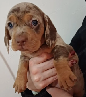 Tacskó kiskutyusok - kép 7