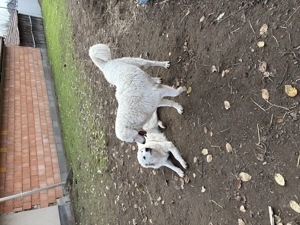 Kuvasz kutya eladó jászapátin - kép 4