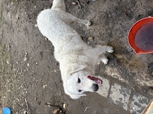 Kuvasz kutya eladó jászapátin - kép 2