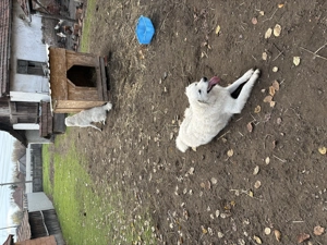 Kuvasz kutya eladó jászapátin - kép 3