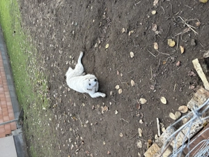 Kuvasz kutya eladó jászapátin - kép 5