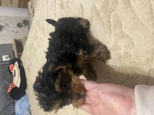 Yorki kisfiú - kép 2