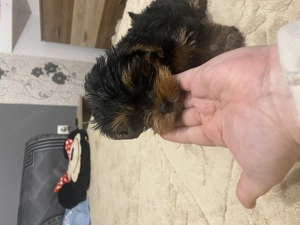 Yorki kisfiú - kép 3