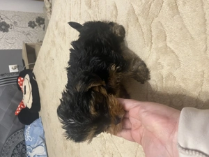 Yorki kisfiú - kép 5