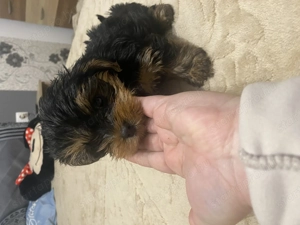 Yorki kisfiú - kép 4