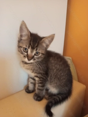 Perzsa anyától barna cirmos kislány kiscica 