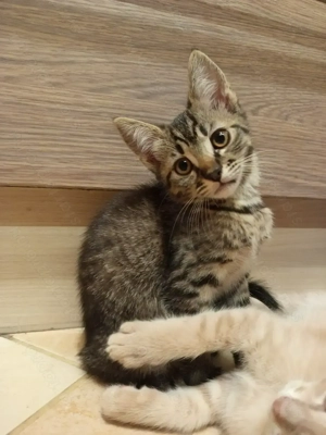 Perzsa anyától barna cirmos kislány kiscica 