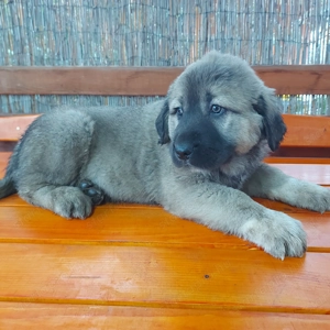 Közép-ázsiai juhász kiskutyák gazdit keresnek.  - kép 3