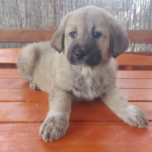 Közép-ázsiai juhász kiskutyák gazdit keresnek.  - kép 4