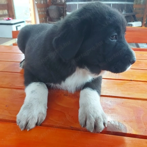 Közép-ázsiai juhász kiskutyák gazdit keresnek.  - kép 5