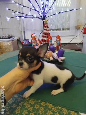 különleges fajtiszta garantált mini csivava kisfiú. - kép 2