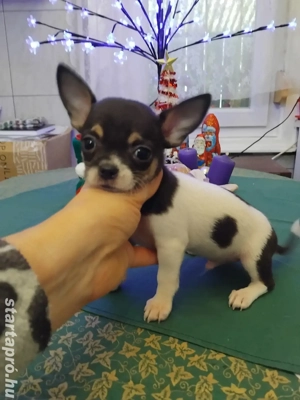 különleges fajtiszta garantált mini csivava kisfiú. - kép 4