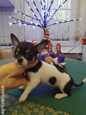 különleges fajtiszta garantált mini csivava kisfiú. - kép 3